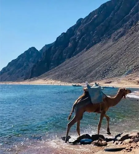 Miral Daire *